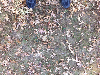 Maples Leaves On Grass With Feet, Autumn