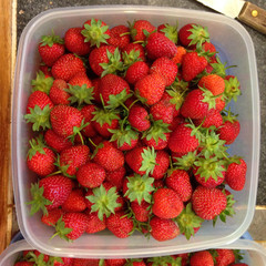 Fresh Picked Strawberries In Bowl