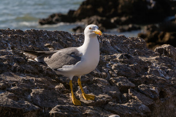 Seagull at Essaouira, Morocco