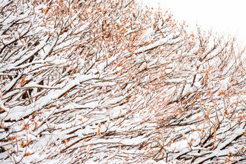 Tree branches covered with hoarfrost