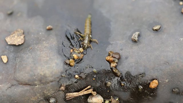 Caddis larva (Rhyacophilidae)