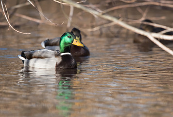 Mallard, Duck, Anas platyrhynchos