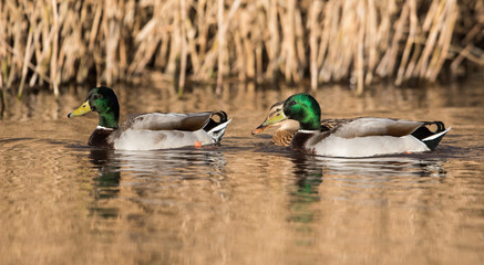 Mallard, Duck, Anas platyrhynchos