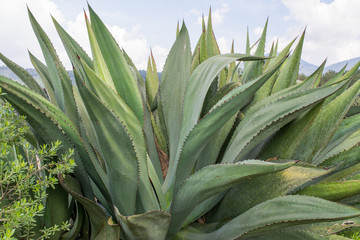 Obraz premium maguey