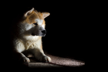 Akita Inu portrait on black portrait