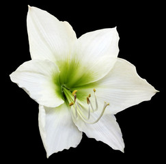 Fototapeta na wymiar white flower, black isolated background with clipping path. Closeup. no shadows. Nature. Hippeastrum.