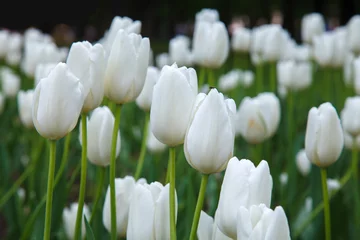 Fototapete Tulpe Many white tulips in garden close. Summer decorative flower. Natural plantation floral. Purity and freshness of the petals.