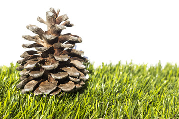 Pine cone in the grass