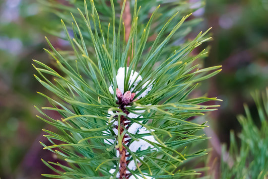 Green fir branch with snow on the needles. Winter spruce forest. The nature of a cold snowy winter in the woods.