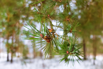 Spruce green branches. Winter spruce forest. The nature of a cold snowy winter in the woods.