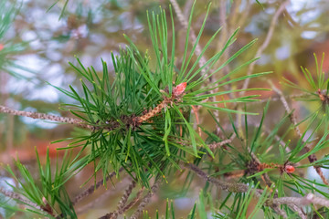 Green spruce branch. Winter spruce forest. The nature of a cold snowy winter in the woods.