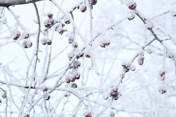 Tree branch with apples covered by snow in frozen garden on white sky background. Frozen branch 