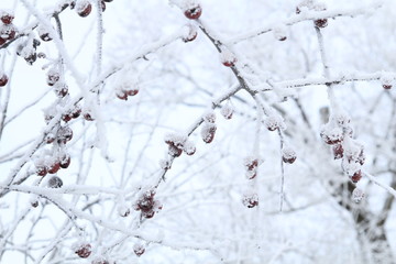 Tree branch with apples covered by snow in frozen garden on white sky background. Frozen branch 