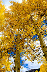 Aspens Durango CO