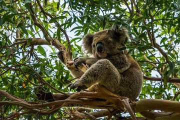 Koala on Eucalyptus Tree. Koala sitting on a eucalyptus tree in Bear Gully, near Wilsons Promontory, South Australia.