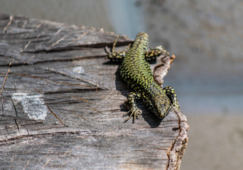 Lucertola in agguato