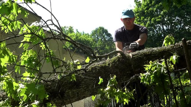 Careful woodcutter cutting tree trunk felled on park fence.