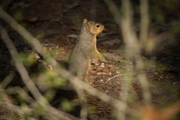 Naklejka na ściany i meble Squirrel at the Lake Livingstone State Park Texas USA