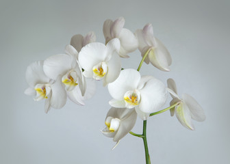 Naklejka na ściany i meble The branch of of white orchid