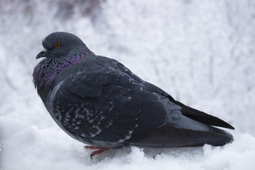 Голубь на подоконнике