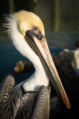 Pelican at Corpus Christi, Texas at the Gulf of Mexico