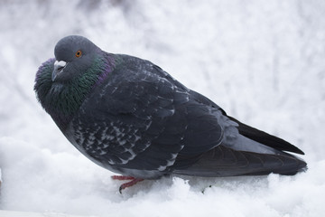Голубь сидит на окне зимним днем