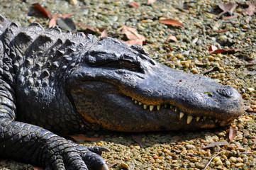 Florida Alligator