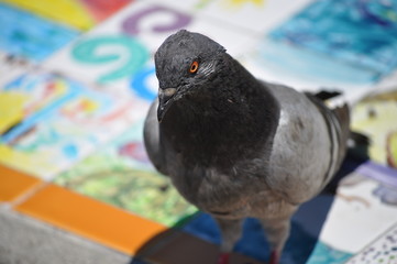 San Francisco Pigeon