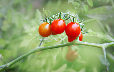 Close up of fresh red tomatoes still on the plant