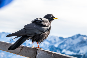 Krähe in den alpen