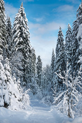 Footpath in white snow in a forest of green pines and firs