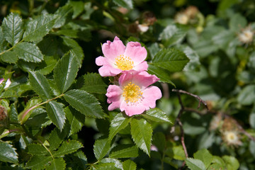 Blühende Wildrose