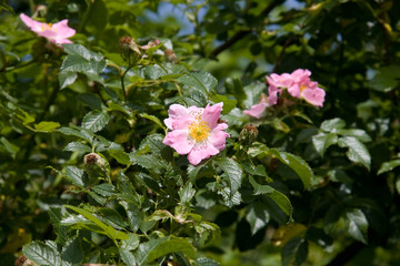 Blühende Wildrose