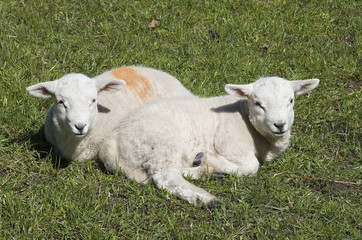 Naklejka na ściany i meble Two cute lambs sitting/ laying on the grass in a meadow