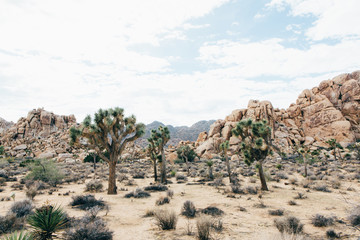 desert and trees in Joshua Tree National Park in California