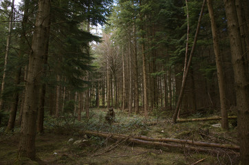 Forest clearing with fallen trees, forest floor and sky