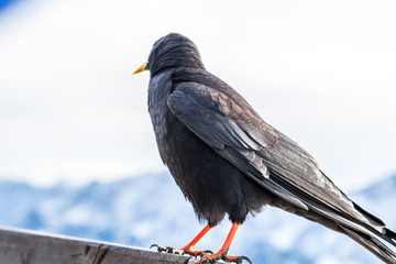 Krähe in den alpen