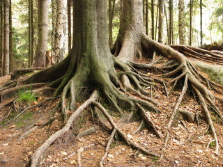 bonded together - entwined roots of couple of trees in mountain forest in early spring, Saxon Switzerland