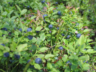 blueberry bushes with indigo ripe berries