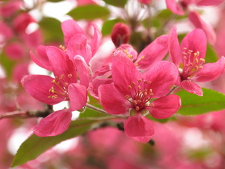 Obraz premium pink sakura blooming in April