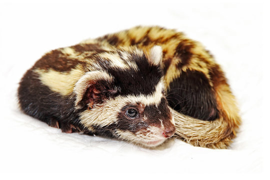 Marbled polecat (Vormela peregusna) on white background.