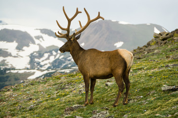 Elk in Rocky Mountains National Park