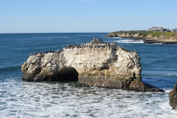 Fototapeta premium Herd of birds on Natural Brides rock