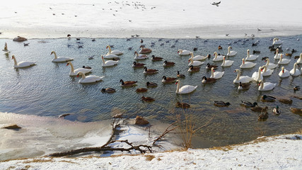 Wildvögel in der gefrorenen AltenDonau in Wien
