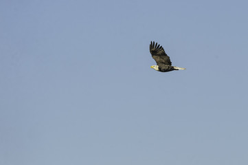 Obraz premium Bald Eagle soaring