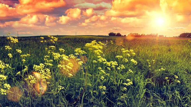 Summer landscape with wild flowers field at sunset. Nature background. Timelapse