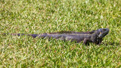 Iguana sunbathing on green meadow, portrait from the site in Fairchild Tropical Botanic Garden, Florida, USA