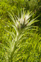 Wild flower at Teton NP, Wyoming, USA