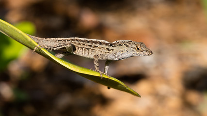 Lizard on a leaf, looks like wind surfing, Florida, USA