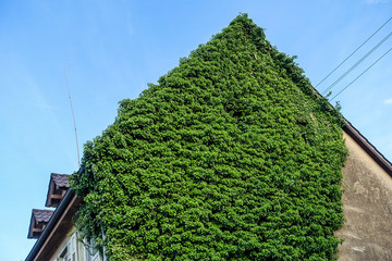 Begr&uuml;nte Fassade